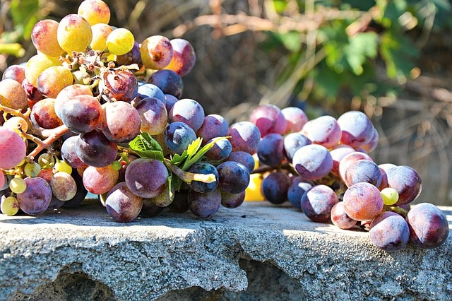grapes-1400727